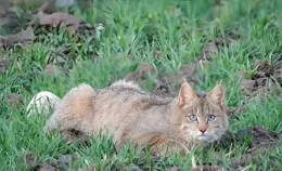 玉樹地區現3只荒漠貓，外表看起來呆萌可愛，兇猛到跟花豹硬幹