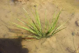 植物界的「大熊貓」——中華水韭