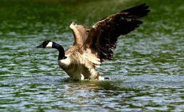 加拿大「天空兔」泛濫成災，滿地拉屎攻擊人，450萬只吃都吃不完