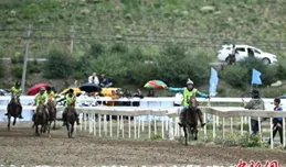 四川理塘10000公尺賽馬耐力賽開賽