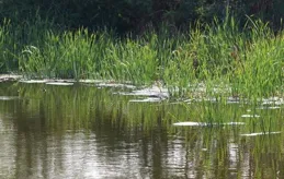 野生大鯽魚其實不難釣，只要能領會這六點！野釣大板鯽易如反掌
