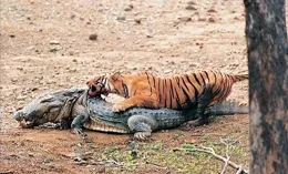 印度雌性「虎王」稱霸11年，單殺13條巨型鱷魚，最後卻被女兒篡權