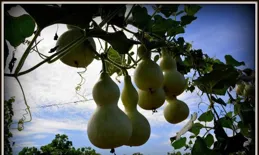 想知道葫蘆何時種最佳？一篇文章為你解答疑惑！