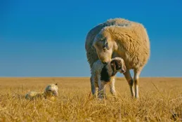 羊羊人：2024年下半年最不適宜做的事都有哪些？早知道早預