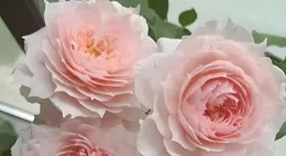 花中月季名品，外號「小仙女」，花色艷麗，花朵碩大，花期長，美