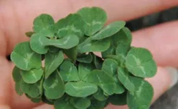 日本老哥種出63片葉子的「三葉草」，密密麻麻，這算最幸運的人嗎？