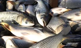 野釣鯉魚：四大「致命」壞習慣，你中了幾個？