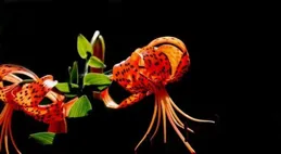 不要小看！這副對聯至今無雅對。上聯：情深緣淺何處去