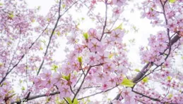 治愈系漫畫｜櫻花飛舞，享受此刻的旅程｜高畫質桌布