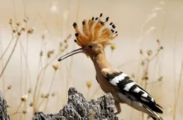 東北常見飛鳥之160 戴勝鳥（五絕）