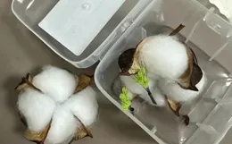 又是個雞肋的釣魚產品！「助吸棉」釣鰱鱅，該空還得空