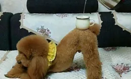 廣西：男子在客廳吃飯，四只小狗爬上桌，網友：這樣的男人值得嫁