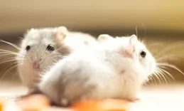 生肖鼠：明後兩天會有「痛哭流涕」的事情降臨，佛說一切都是天意