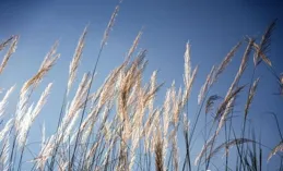 如何評價【青之蘆葦】？