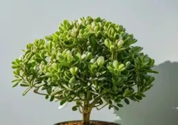 養玉樹，只要做到「2點」，一年四季翠綠繁茂旺盛，吉祥又如意