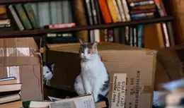 你本強大，何懼受傷？跨過漫漫長夜，有冥王星予你的賜福（深度）