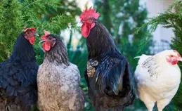 酉雞：哪個時辰出生的雞福氣滿滿？