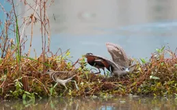 村野山居圖.彩鷸