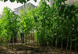 
 
老了也有人要的野菜，根部价值很高，用来煲汤甘甜又祛湿，夏季用正好
 