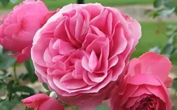 月季中的開花機器， 花開似仙女下凡，花朵靚麗美如畫，人見人愛