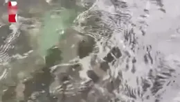 一場釣魚背後的貪婪與教訓