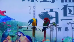 此聯至今無佳對，上聯：銀鷗暢翔滄海浪，下聯你敢挑戰嗎