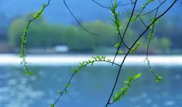 白居易最醉心的6首唐詩，繁花盛景，草長鶯飛，讓人心靈舒暢！
