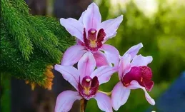 此蘭雖落選十大名花，但香味依舊濃郁，不養一盆太可惜