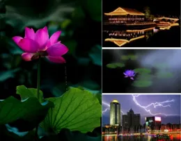 蓮心禪語：科技之光下的金色蓮華，映照心靈深處的凈土