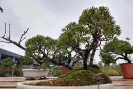 盆景日記：（375）水旱盆景制作必需配置，向更難更高境界而沖刺