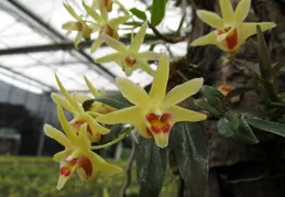 晨露桌布美圖，養心養眼