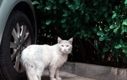 流浪的溫柔：一只貓與主人的深情告別