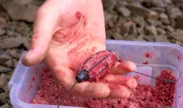 野釣技巧：釣靈與釣鈍的選擇與實戰經驗十年心得讓你輕松掌握釣魚