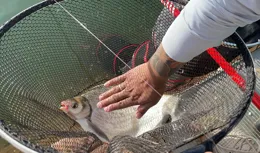 夏日夜釣全攻略（9）夏夜釣鯿舫求極簡 熟用四招穩爆連