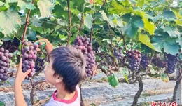 錨定現代化 改革再深化｜大批新農人回鄉發展特色果業 湖南東安收獲增收「甜蜜果」