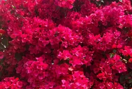 廣東路邊一棵花因「姿態像驢」走紅，路人：不拍照過不去