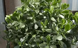夏天養玉樹，3個「小訣竅」，蹭蹭長新葉，瘋長爆盆！
