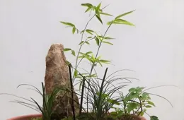 【養花知識營地】怎麽制作紫竹盆景？這樣做超藝術！