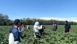 在新疆兵團八師一三六團聽「兵團第一塊棉田的故事」