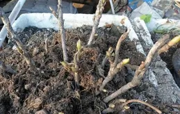 最佳移栽牡丹時機：春秋之選