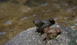 5年才長到半斤，冬天不怕冷，誤吃一口就得坐牢，最好認識一下