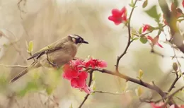 雅聯求對，上聯：鳥語花香春色美，下聯：請友友賜墨