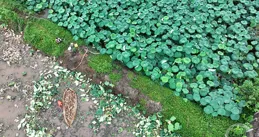 「盛夏」（347） | 上遊主題攝影征稿作品展——陳仕川作品