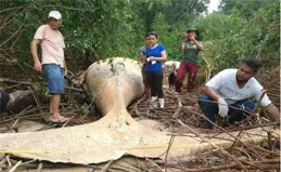 一只座頭鯨命喪亞馬遜雨林，本該在深海的它，為何會在樹林出現？