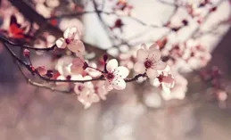 「垂眼觀人世，開眼看梅花」 ｜八大山人花鳥小品選