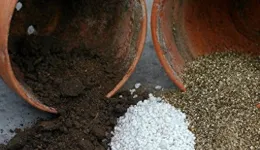 養花的時候再土壤裏加一些珍珠巖或蛭石，植物的根系會長得更旺盛