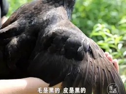 黃黑皮是種什麽體驗？