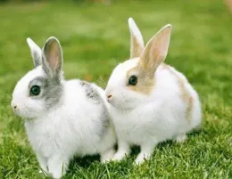 幸運 生肖兔：，生於陰歷這兩個月「命最厚」，是生來享福的！