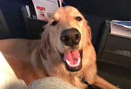 帶著狗旅行的生活如何？