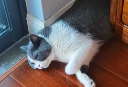 貓經常坐在院子中間，偶爾舔舔身上的毛，然後坐在那一個下午，它坐在那幹什麽？